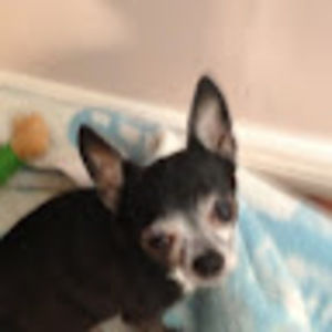 Meet your Posher, Steve